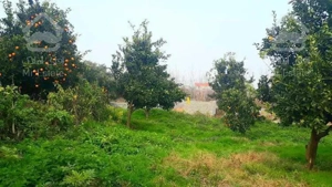 فروش باغ مرکبات اماده ساخت