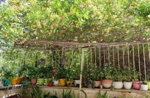 آپارتمان ۱۱۰ متری ۲ خوابه + ۶۰ متر حیاط