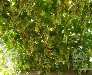 فروش خانه ویلایی در بومهن