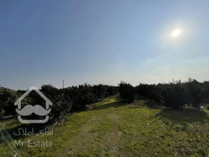 6000متر باغ مرکبات با آبیاری قطره ایی واقع در جاده پلاژ ساری