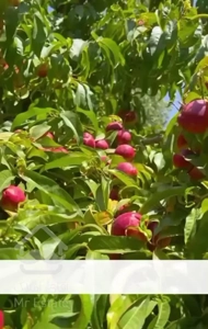 خانه باغ ویلایی با ۹۰۰ متر بنا / پایان کار