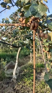 باغ کیوی سند دار پرمحصول