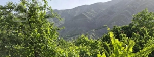 1600 متر باغ ،،بنا دارد