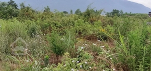 اجاره سالانه سویت مبله در چالوس