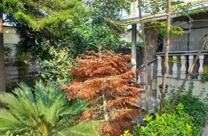 رهن واجاره ویلا جنگلی در منطقه روستایی محمودآباد