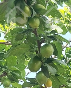 باغچه ۲۵۰متری بخش کهک