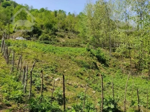 زمین مسکونی کوهستانی دل طبیعت ویو باور نکردنی