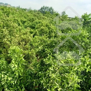 یک هکتار باغ مرکبات