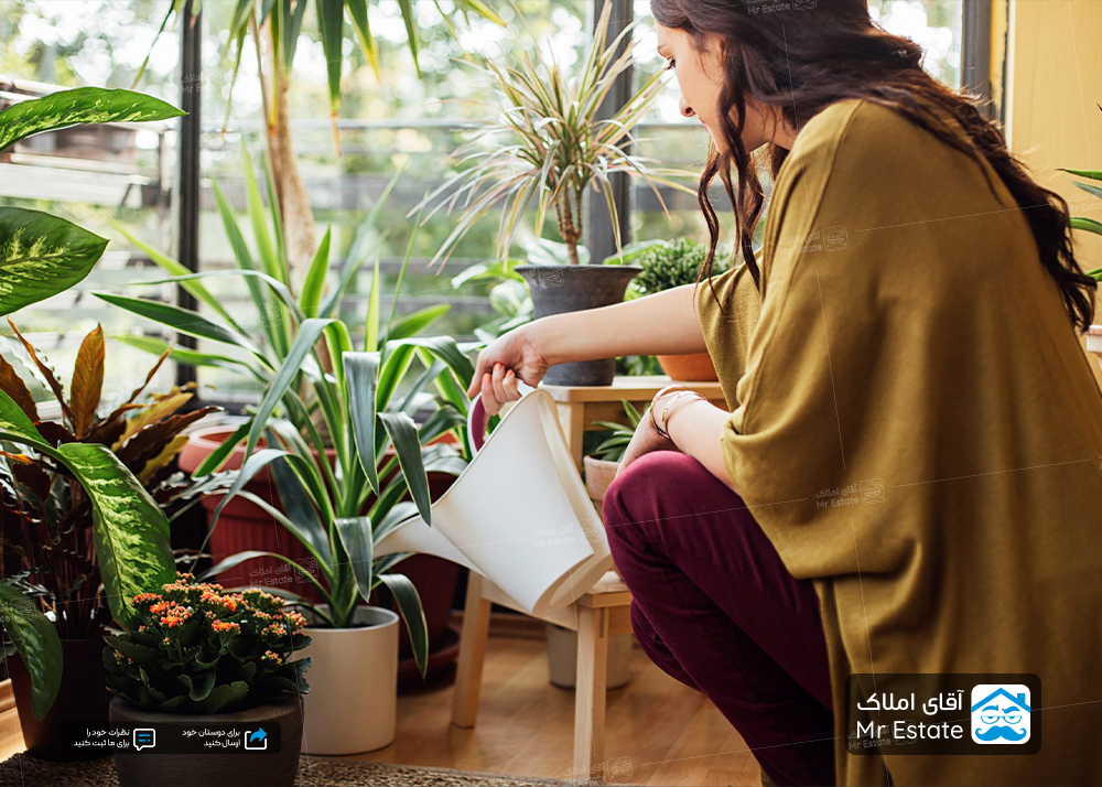 با این گیاهان انرژی مثبت و خوش شانسی به خانه خود راه دهید