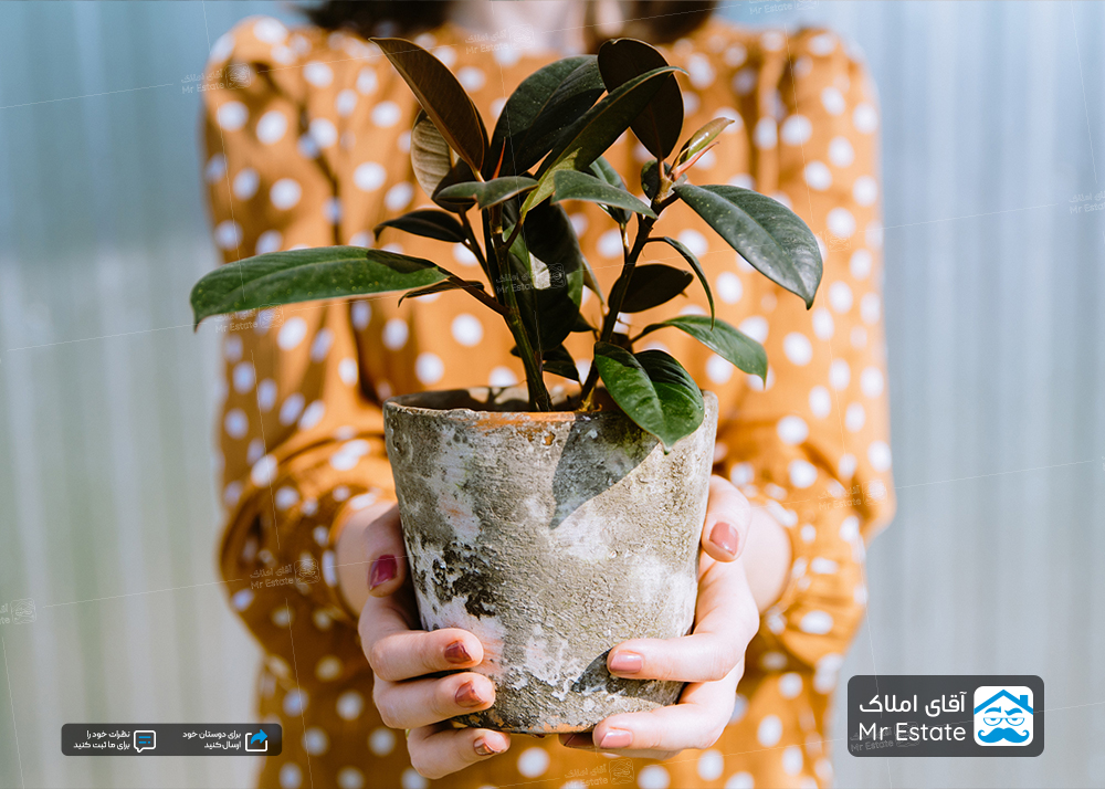 گیاهان خانگی مقاوم ؛ با انواع گیاهان تابستانی آشنا شوید!