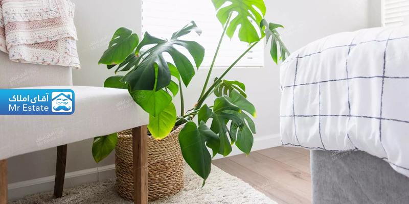 اکسسوری اتاق خواب گیاهان آپارتمانی
